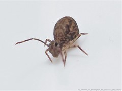Ptenothrix renateae