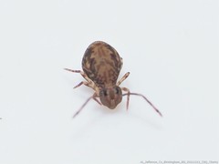 Ptenothrix renateae