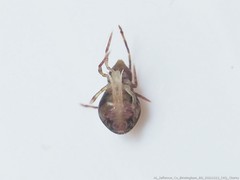 Ptenothrix renateae