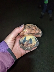 Rubroboletus eastwoodiae