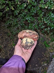 Rubroboletus eastwoodiae