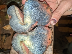 Rubroboletus eastwoodiae