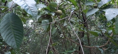 Annona reticulata
