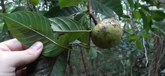Annona reticulata