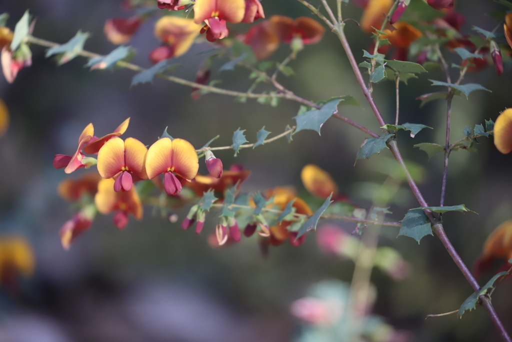 water bush