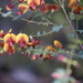 Bossiaea aquifolium - Photo (c) Arthur Chapman, alguns direitos reservados (CC BY-NC-SA), uploaded by Arthur Chapman