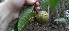 Annona reticulata