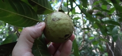 Annona reticulata