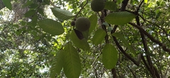 Annona reticulata