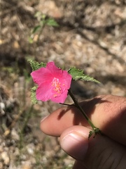 Hibiscus phoeniceus