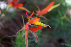 Castilleja linifolia