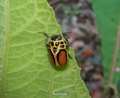 Griburius incomparabilis