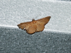 Cryptochrostis suppulchraria