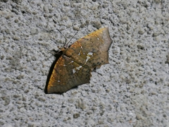 Yidalpta flavagalis
