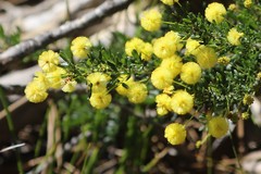 Acacia lateriticola