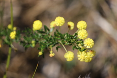Acacia lateriticola