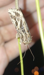 Spodoptera pulchella