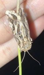 Spodoptera pulchella