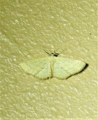Scopula hypochra