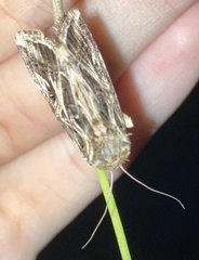 Spodoptera pulchella