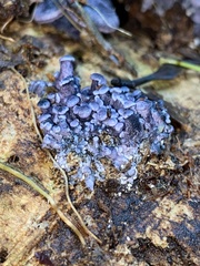 Gerronema waikanaense