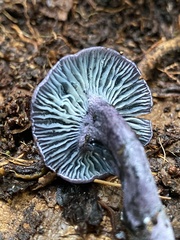 Gerronema waikanaense