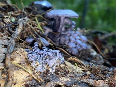 Gerronema waikanaense