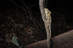 Southern Angle-Headed Dragon photo 4