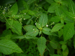 Stellaria monosperma