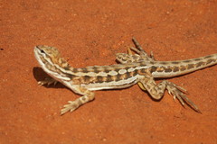 Ctenophorus maculatus