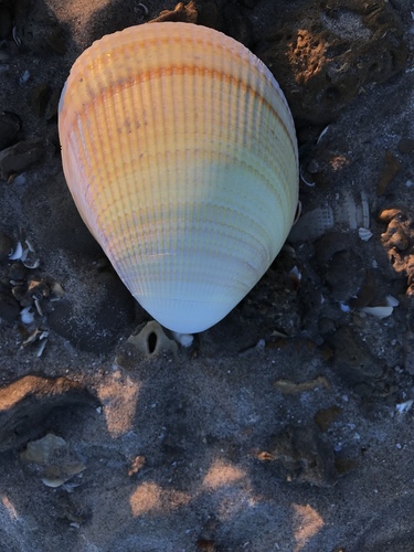 Laevicardium elatum