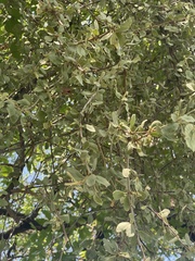 Erianthemum ngamicum