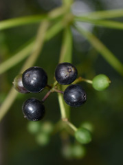 Polyscias australiana