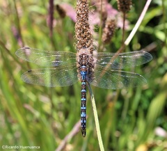 Rhionaeschna absoluta