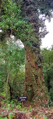 Quercus costaricensis