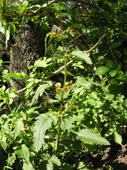 Scrophularia trifoliata
