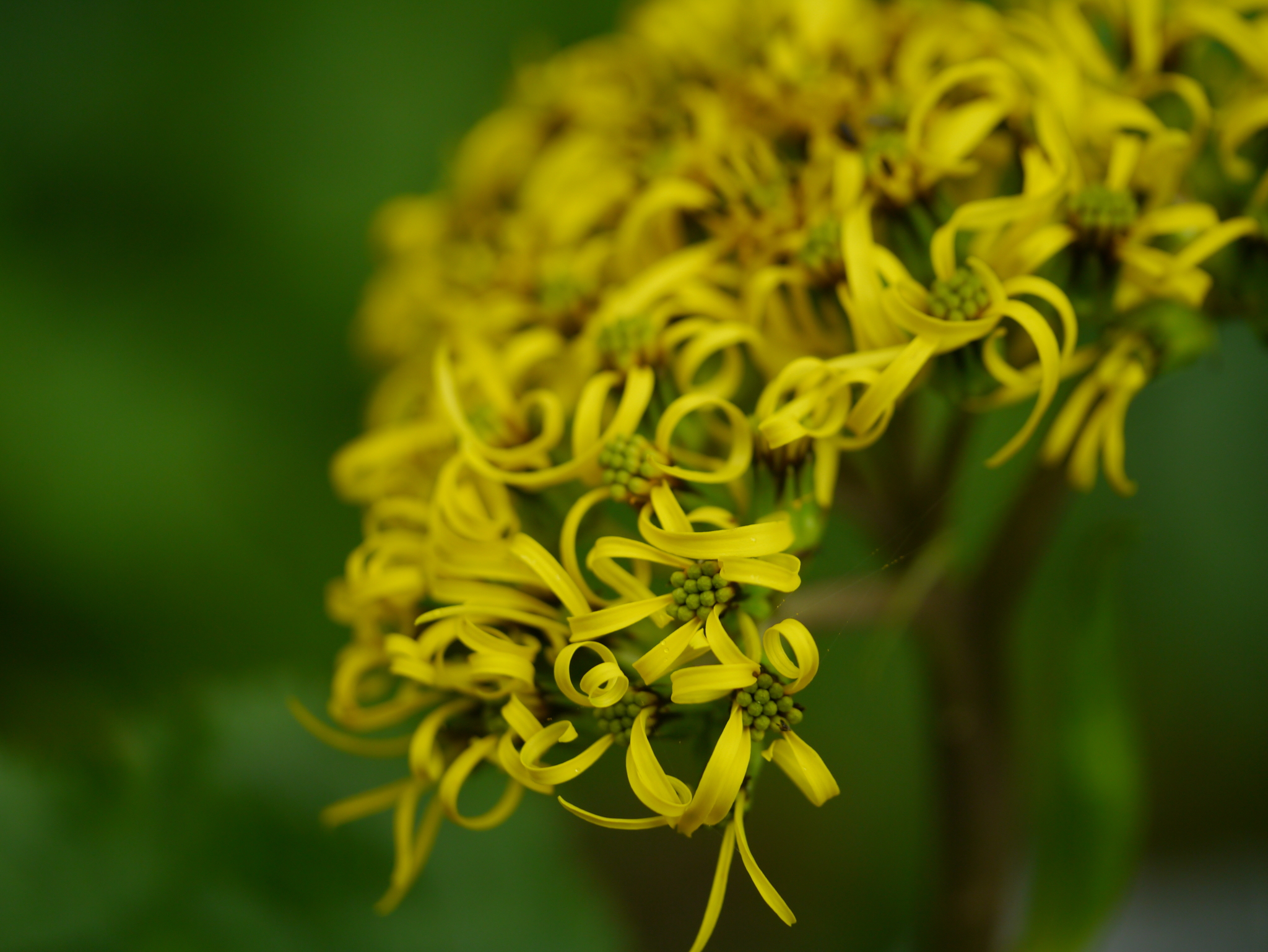 Ligularia amplexicaulis