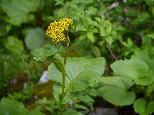 Ligularia amplexicaulis, photograph 1
