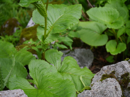 Ligularia amplexicaulis, photograph 2