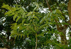 Polyscias australiana