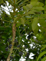 Polyscias australiana