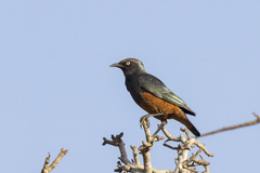 Lamprotornis pulcher