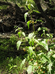 Scrophularia trifoliata