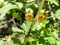Scrophularia trifoliata