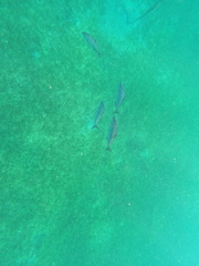 Seriola