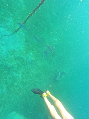 Seriola