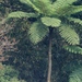 Flying Spider Monkey Tree Fern - Photo (c) Arthur Chapman, some rights reserved (CC BY-NC-SA)