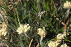 Conostylis aculeata aculeata