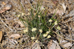 Conostylis aculeata aculeata