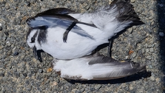 Pelagodroma marina dulciae